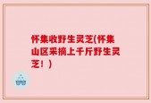 怀集收野生灵芝(怀集山区采摘上千斤野生灵芝！)