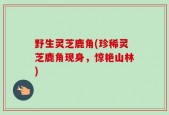 野生灵芝鹿角(珍稀灵芝鹿角现身，惊艳山林)