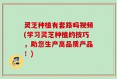 灵芝种植有套路吗视频(学习灵芝种植的技巧，助您生产高品质产品！)