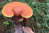 健脾丸和灵芝孢子粉能一起吃吗？原来是这样么一回事儿