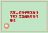 灵芝上的孢子粉怎样往下取？灵芝成熟后如何采收