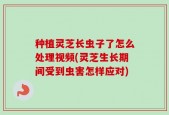 种植灵芝长虫子了怎么处理视频(灵芝生长期间受到虫害怎样应对)