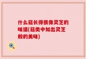 什么菇长得很像灵芝的味道(菇类中如出灵芝般的美味)