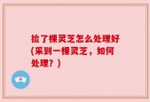 捡了棵灵芝怎么处理好(采到一棵灵芝，如何处理？)
