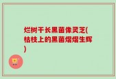 烂树干长黑菌像灵芝(枯枝上的黑菌熠熠生辉)