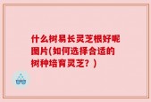 什么树易长灵芝根好呢图片(如何选择合适的树种培育灵芝？)
