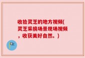 收拾灵芝的地方视频(灵芝采摘场景现场视频，收获美好自然。)