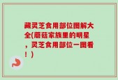 藏灵芝食用部位图解大全(蘑菇家族里的明星，灵芝食用部位一图看！)
