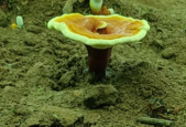 灵芝孢子粉月经期可以吃吗？你绝对不知道！