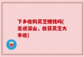 下乡收购灵芝赚钱吗(走进深山，收获灵芝大丰收)