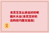 青灵芝怎么挑选好的呢图片大全(青灵芝好的选购技巧图文指南)