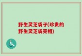 野生灵芝袋子(珍贵的野生灵芝袋亮相)