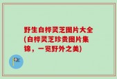 野生白桦灵芝图片大全(白桦灵芝珍贵图片集锦，一览野外之美)