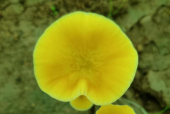 灵芝孢子粉怎么吃才好？除了吃，还要会选