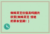 蜘蛛灵芝价值高吗图片欣赏(蜘蛛灵芝 惊艳的草本宝藏！)