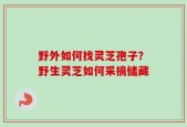 野外如何找灵芝孢子？野生灵芝如何采摘储藏
