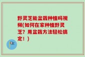 野灵芝能盆栽种植吗视频(如何在家种植野灵芝？用盆栽方法轻松搞定！)