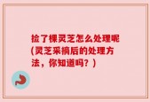 捡了棵灵芝怎么处理呢(灵芝采摘后的处理方法，你知道吗？)