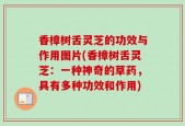 香樟树舌灵芝的功效与作用图片(香樟树舌灵芝：一种神奇的草药，具有多种功效和作用)