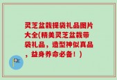 灵芝盆栽提袋礼品图片大全(精美灵芝盆栽带袋礼品，造型神似真品，益身养命必备！)