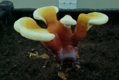 灵芝孢子粉有哪些功效？居然这么多好处！