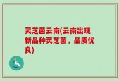 灵芝菌云南(云南出现新品种灵芝菌，品质优良)