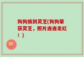 狗狗摘到灵芝(狗狗荣获灵芝，照片连连走红！)