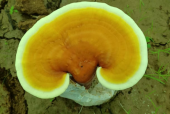 什么人不能吃灵芝孢子粉？看看你在不在其中