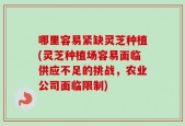 哪里容易紧缺灵芝种植(灵芝种植场容易面临供应不足的挑战，农业公司面临限制)