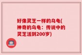 好像灵芝一样的乌龟(神奇的乌龟：传说中的灵芝活到200岁)