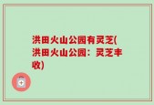 洪田火山公园有灵芝(洪田火山公园：灵芝丰收)