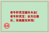 老牛肝灵芝图片大全(老牛肝灵芝：全方位展示，完美图文并茂)
