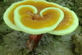 喝灵芝孢子粉起痘正常吗？原来是这样啊