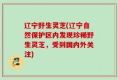 辽宁野生灵芝(辽宁自然保护区内发现珍稀野生灵芝，受到国内外关注)