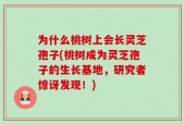 为什么桃树上会长灵芝孢子(桃树成为灵芝孢子的生长基地，研究者惊讶发现！)
