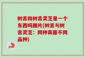 树舌和树舌灵芝是一个东西吗图片(树舌与树舌灵芝：同种真菌不同品种)