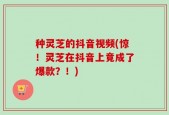 种灵芝的抖音视频(惊！灵芝在抖音上竟成了爆款？！)
