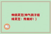 帅鸽灵芝(帅气鸽子结缘灵芝：传美好！)