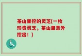 茶山里挖的灵芝(一枚珍贵灵芝，茶山里意外挖出！)