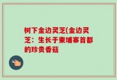 树下金边灵芝(金边灵芝：生长于柬埔寨首都的珍贵香菇