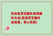 灰白色灵芝图片高清图片大全(高清灵芝图片全收录，赏心悦目)