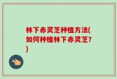 林下赤灵芝种植方法(如何种植林下赤灵芝？)