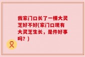 我家门口长了一棵大灵芝好不好(家门口现有大灵芝生长，是件好事吗？)