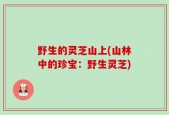 野生的灵芝山上(山林中的珍宝：野生灵芝)