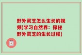 野外灵芝怎么生长的视频(学习自然界：探秘野外灵芝的生长过程)