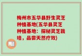 梅州市五华县野生灵芝种植基地(五华县灵芝种植基地：探秘灵芝栽培，品尝天然疗效)