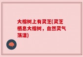 大榕树上有灵芝(灵芝栖息大榕树，自然灵气荡漾)
