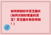 如何辨别好坏灵芝图片(如何识别好质量的灵芝？灵芝图片教你辨别！)