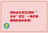 桉树会长灵芝(桉树“会长”灵芝：一株药用植物的成长故事)