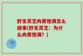 野生灵芝肉质饱满怎么回事(野生灵芝：为什么肉质饱满？)